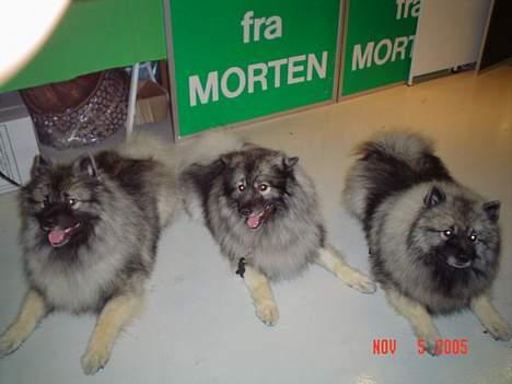 Keeshond Keeshos Arthur - 3 lækre hanner side om side. Bosco ,banditt og Arthur billede 5