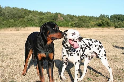 Dalmatiner Curias Taco n' Tequila  - leger lige med Tyson billede 16