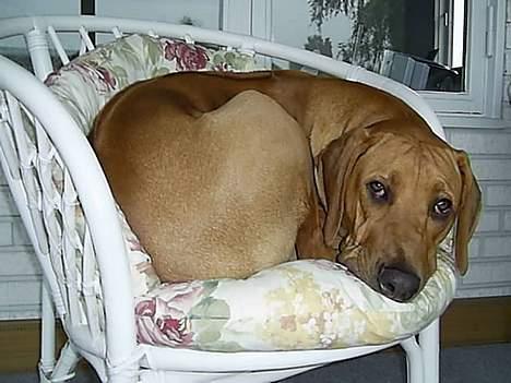 Rhodesian ridgeback pluto - Jahh jeg er en meget "lille" hund.. billede 16