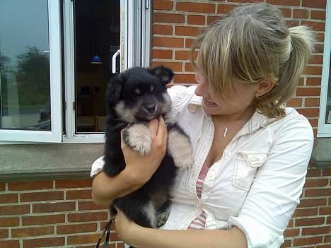 Finsk lapphund Finda Andy, kaldet Axel billede 10