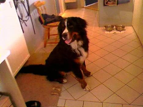 Berner sennenhund Balder (: - ~billede11~August2006. Altid på vagt (:<3 [fotograf: Stine] billede 11