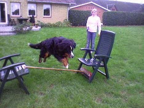 Berner sennenhund Balder (: - ~billede12~August2006. en lille spring8)<3 [fotograf: mig] billede 12