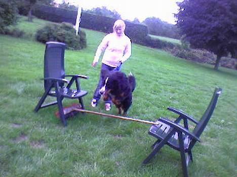 Berner sennenhund Balder (: - ~billede14~August2006. wee (:<33 [fotograf: mig] billede 14