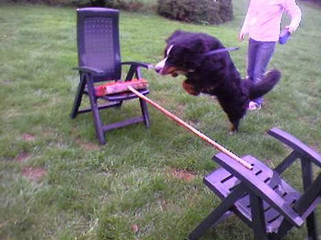 Berner sennenhund Balder (: - ~billede15~August2006. Hæhæ, det er mit farvorit, springbillede (;<3 [fotograf: mig] billede 15