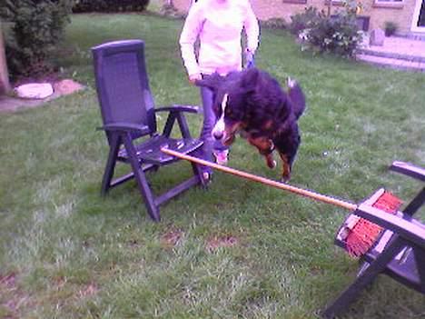Berner sennenhund Balder (: - ~billede16~August2006. Jae, han kan sku godt (;<3 [fotograf: mig] billede 16