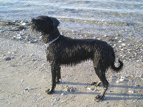 Riesenschnauzer Fanta - nyder udsigten.. første gang ved stranden :-) billede 1