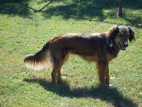 Blanding af racer Molly billede 14