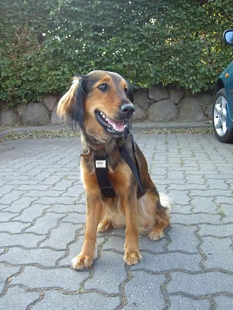 Blanding af racer Molly billede 15