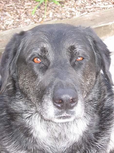 Labrador retriever Bøffe R.I.P - Er blevet meget gråhåret her på det sidste billede 1