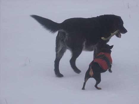 Labrador retriever Bøffe R.I.P - Leger med Tikke i sne´en billede 2