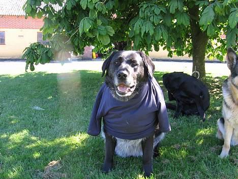 Labrador retriever Bøffe R.I.P - Bøffe med T-shirt billede 3