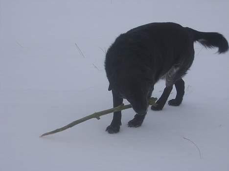 Labrador retriever Bøffe R.I.P billede 5