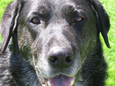 Labrador retriever Bøffe R.I.P billede 6