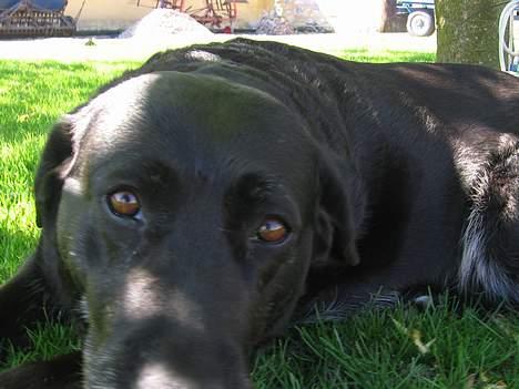 Labrador retriever Adidas R.I.P billede 1