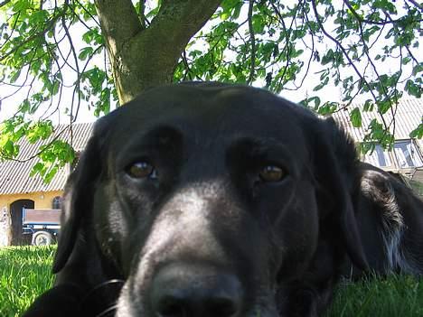 Labrador retriever Adidas R.I.P billede 2