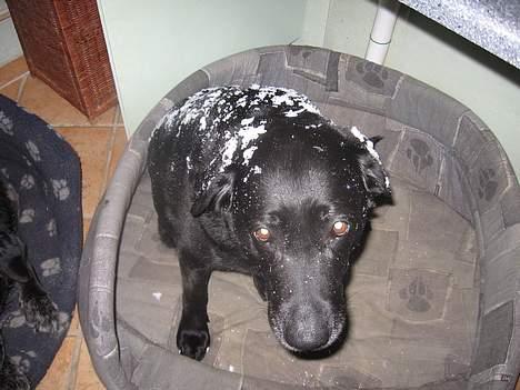 Labrador retriever Adidas R.I.P billede 3