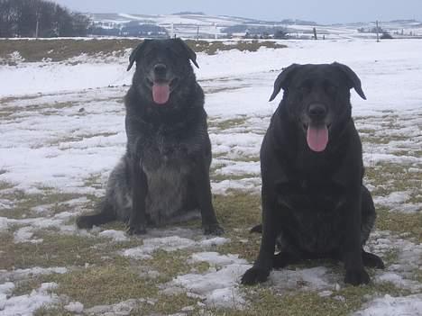 Labrador retriever Adidas R.I.P - Adidas til høje og Bøffe til venstre billede 4