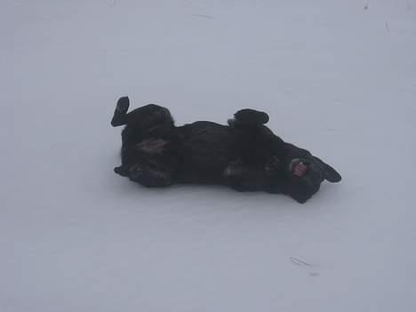 Labrador retriever Adidas R.I.P billede 5