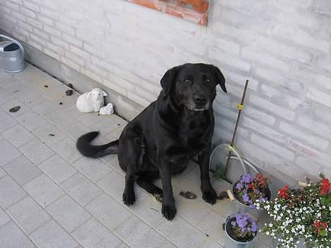 Labrador retriever Adidas R.I.P billede 6