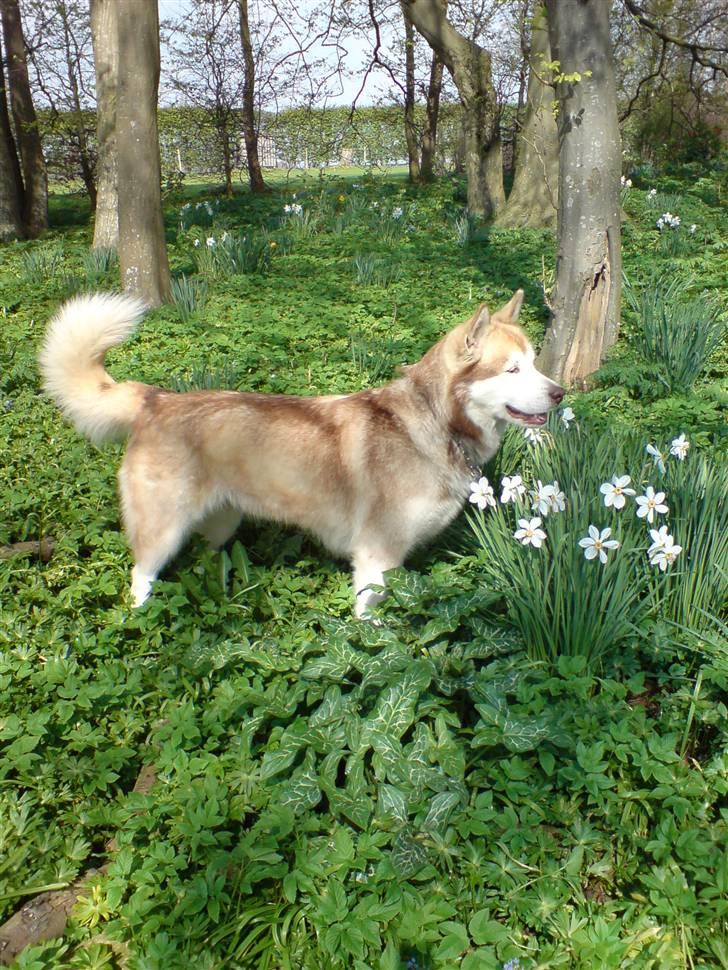 Alaskan malamute moon song`s Dina Død 2009 - Forår 2007 billede 2