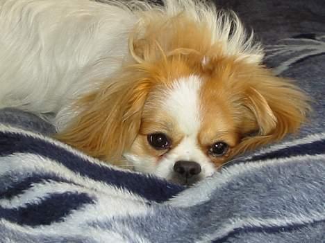 Blanding af racer Charlie billede 1