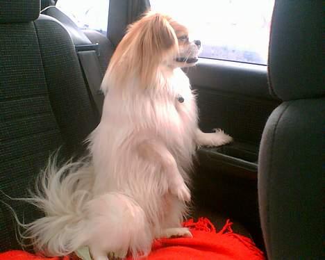 Blanding af racer Charlie billede 2