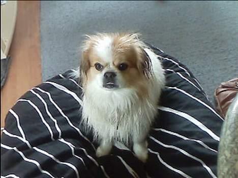 Blanding af racer Charlie billede 3