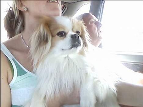 Blanding af racer Charlie billede 4