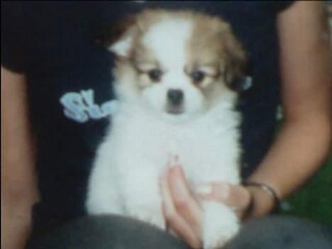 Blanding af racer Charlie billede 5