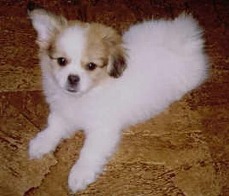 Blanding af racer Charlie billede 6