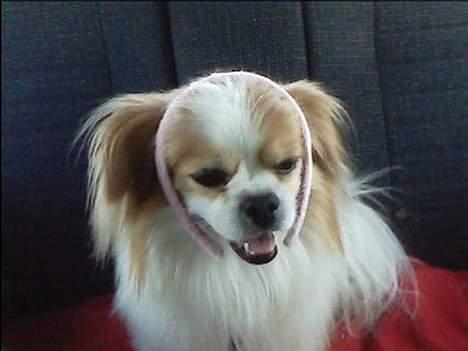 Blanding af racer Charlie billede 7