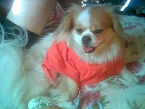 Blanding af racer Charlie billede 8