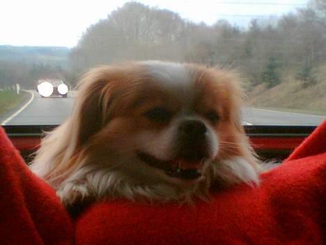 Blanding af racer Charlie billede 9