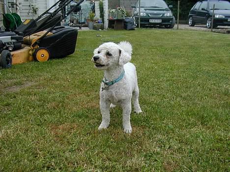 Bichon à poil frisé Futte - var der noget........... billede 11