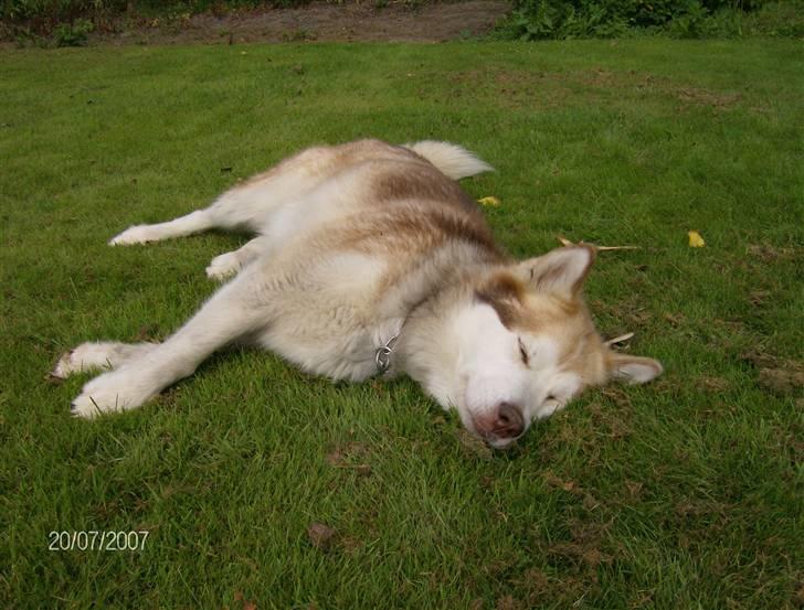 Alaskan malamute moon song`s Dina Død 2009 - Det er godt nok hårdt at være fotomodel ;0) billede 3