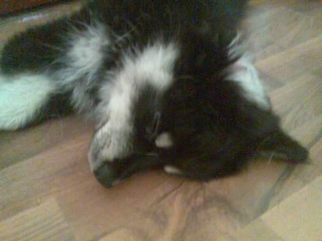 Finsk lapphund Finda Andy, kaldet Axel billede 11