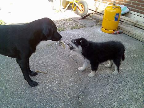 Finsk lapphund Finda Andy, kaldet Axel billede 12