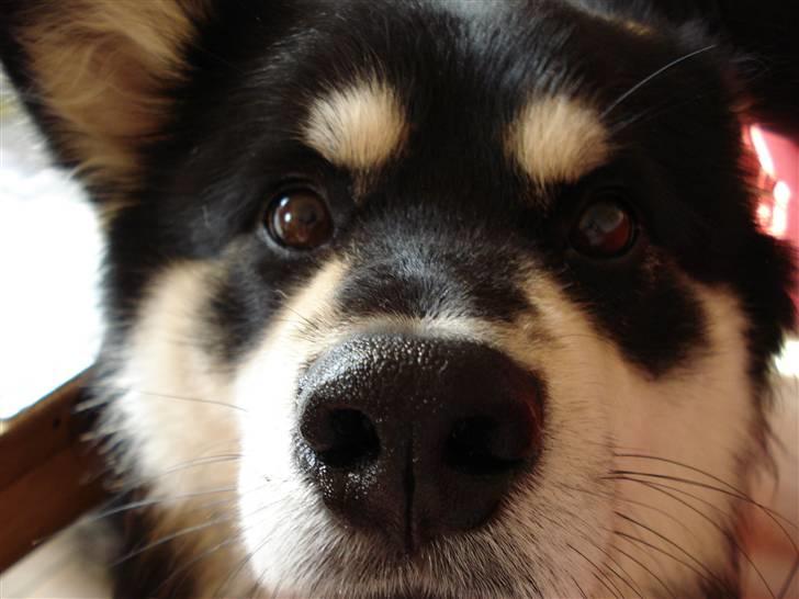 Finsk lapphund Finda Andy, kaldet Axel - nyt billede fra 21-3-08 billede 13