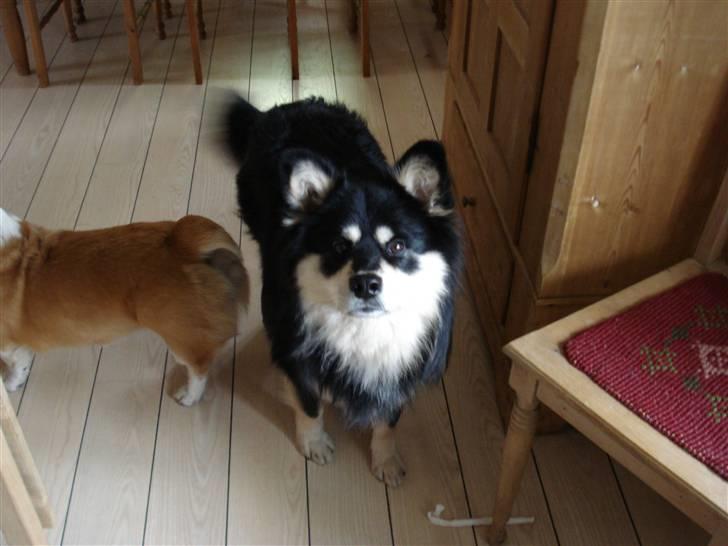 Finsk lapphund Finda Andy, kaldet Axel - nyt billede fra 21-3-08 billede 14