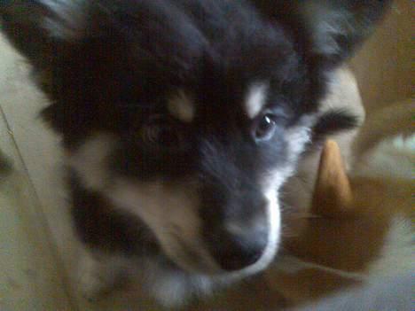 Finsk lapphund Finda Andy, kaldet Axel billede 15