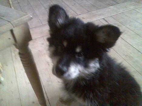 Finsk lapphund Finda Andy, kaldet Axel billede 16