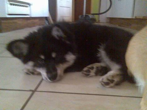 Finsk lapphund Finda Andy, kaldet Axel billede 17