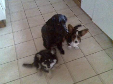 Finsk lapphund Finda Andy, kaldet Axel billede 18