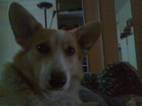 Welsh corgi pembroke Hashfan Daymond day/Molly billede 16