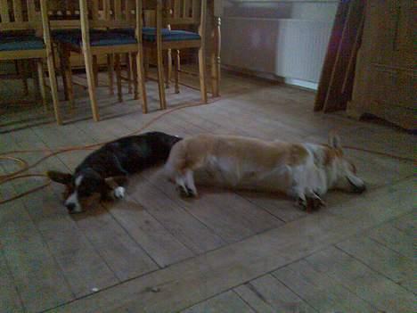 Welsh corgi pembroke Hashfan Daymond day/Molly - Molly og fætter Ian tager en lille lur billede 17