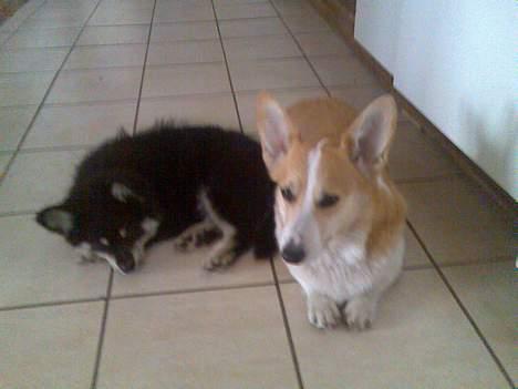 Welsh corgi pembroke Hashfan Daymond day/Molly billede 18