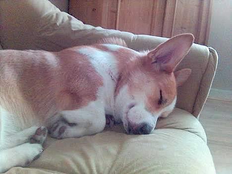 Welsh corgi pembroke Hashfan Daymond day/Molly billede 19