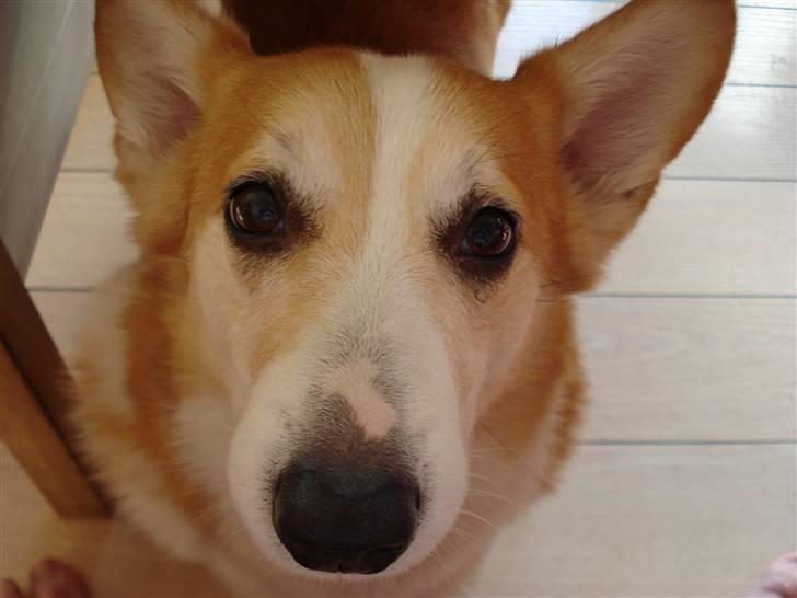 Welsh corgi pembroke Hashfan Daymond day/Molly billede 20