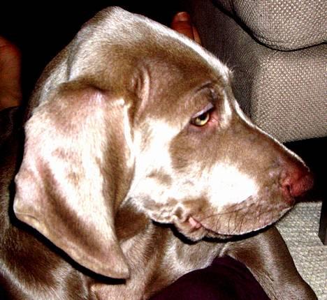 Weimaraner Hot Shoot's Gambler billede 1