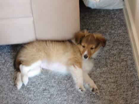 Shetland sheepdog Simba -  Man bliver så hurtig træt billede 9